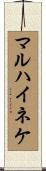 マルハイネケ Scroll