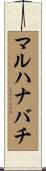 マルハナバチ Scroll