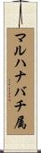 マルハナバチ属 Scroll
