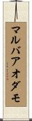 マルバアオダモ Scroll