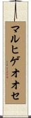 マルヒゲオオセ Scroll