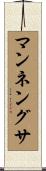 マンネングサ Scroll