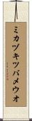ミカヅキツバメウオ Scroll