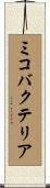 ミコバクテリア Scroll