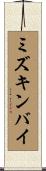 ミズキンバイ Scroll