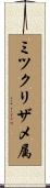 ミツクリザメ属 Scroll
