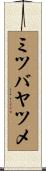 ミツバヤツメ Scroll