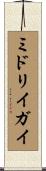 ミドリイガイ Scroll