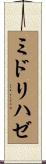 ミドリハゼ Scroll