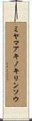 ミヤマアキノキリンソウ Scroll