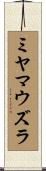 ミヤマウズラ Scroll
