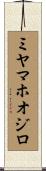 ミヤマホオジロ Scroll