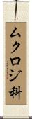 ムクロジ科 Scroll
