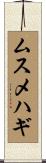ムスメハギ Scroll