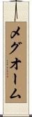 メグオーム Scroll