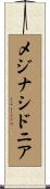 メジナシドニア Scroll