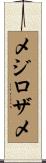 メジロザメ Scroll