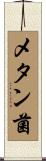 メタン菌 Scroll