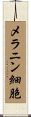 メラニン細胞 Scroll