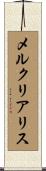 メルクリアリス Scroll