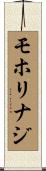 モホリナジ Scroll
