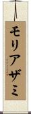 モリアザミ Scroll