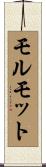 モルモット Scroll