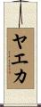 ヤエカ Scroll