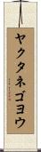 ヤクタネゴヨウ Scroll