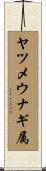 ヤツメウナギ属 Scroll