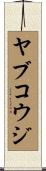 ヤブコウジ Scroll
