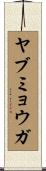 ヤブミョウガ Scroll