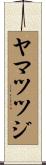 ヤマツツジ Scroll