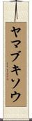 ヤマブキソウ Scroll