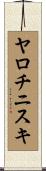 ヤロチニスキ Scroll