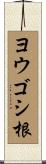ヨウゴシ根 Scroll
