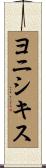 ヨニシキス Scroll