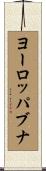 ヨーロッパブナ Scroll