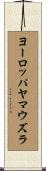 ヨーロッパヤマウズラ Scroll