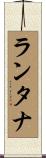 ランタナ Scroll