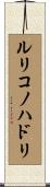 ルリコノハドリ Scroll