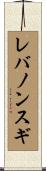レバノンスギ Scroll