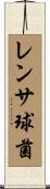 レンサ球菌 Scroll