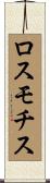 ロスモチス Scroll