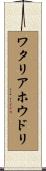 ワタリアホウドリ Scroll