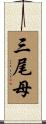三尾母 Scroll