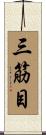 三筋目 Scroll