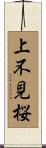 上不見桜 Scroll