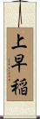 上早稲 Scroll
