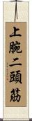 上腕二頭筋 Scroll